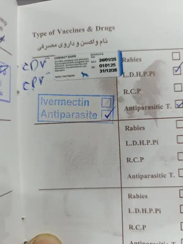 سگ پودل کراس مالتیز فقط8500|سگ|کرج, فاز ۴ مهرشهر|دیوار