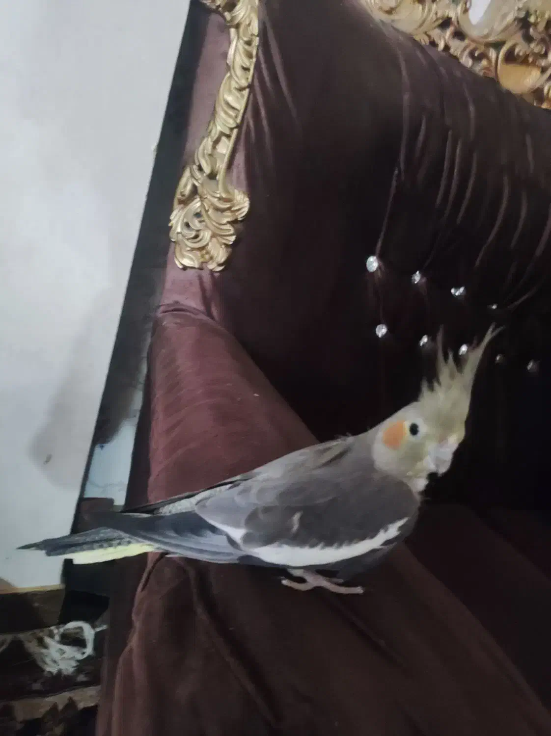 ۴ عدد عروس هلندی باهوش|پرنده|شیروان (خراسان), |دیوار