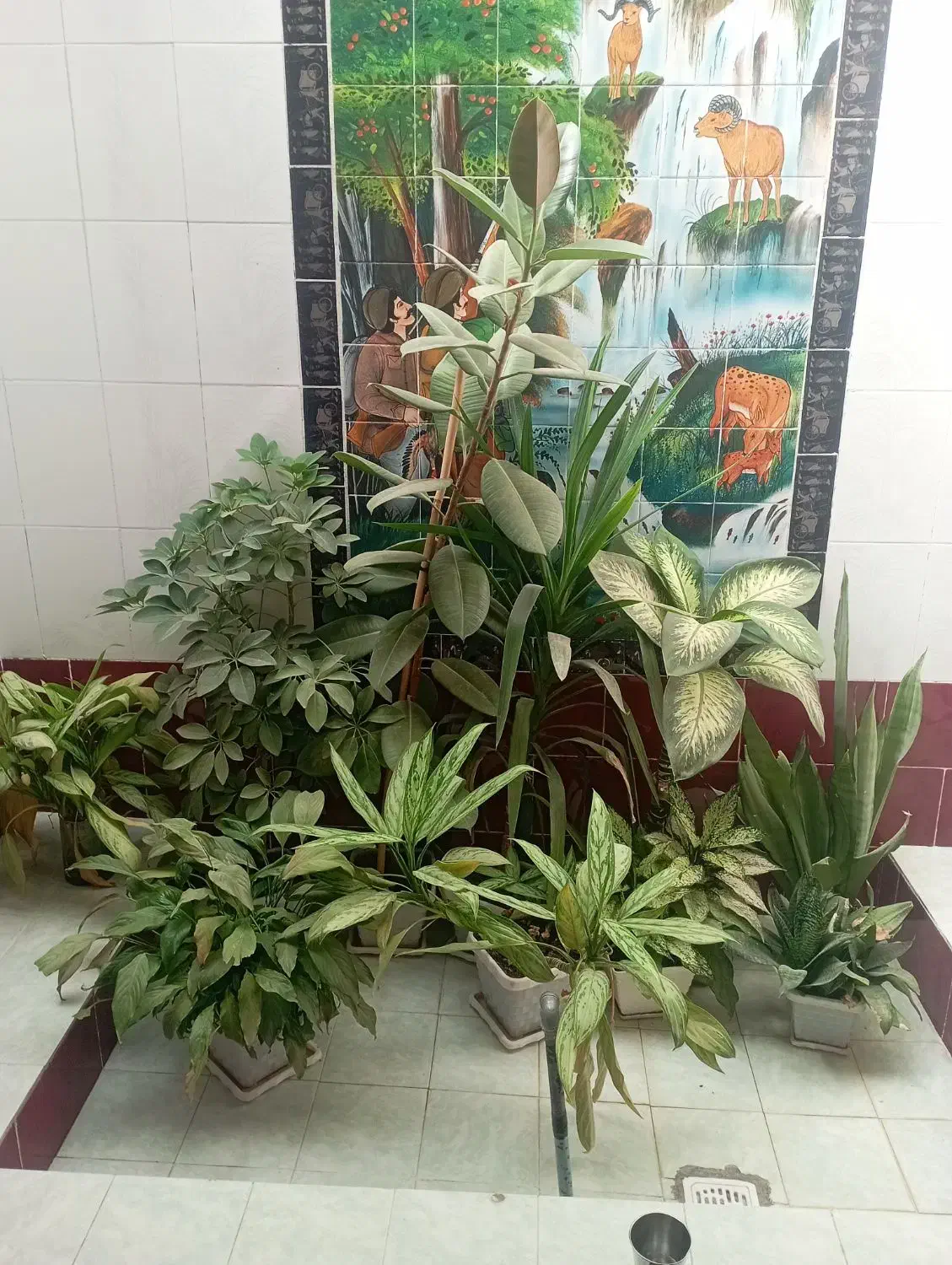 گل طبیعی|گل و گیاه طبیعی|یاسوج, |دیوار