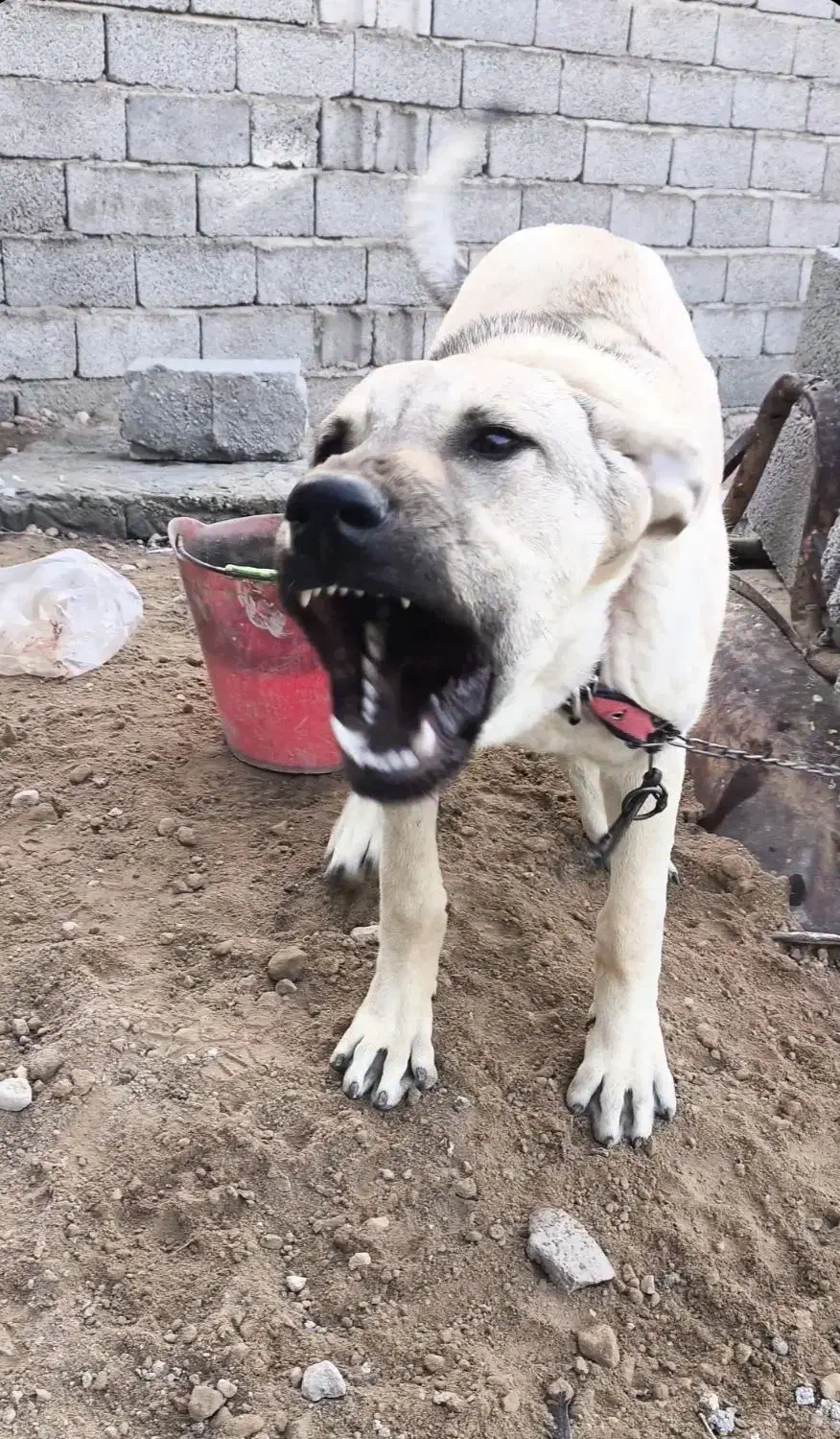 واگذاری سگ عراقی|سگ|اسکو, |دیوار