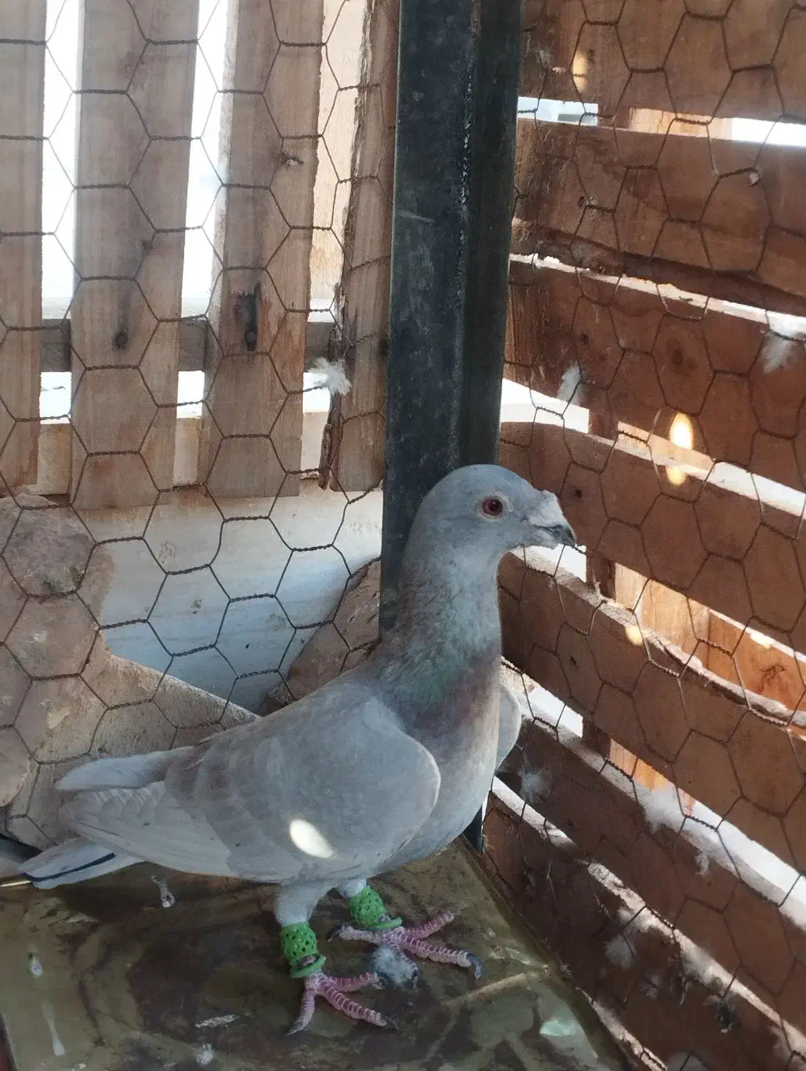 پلاکی|پرنده|آباده, |دیوار