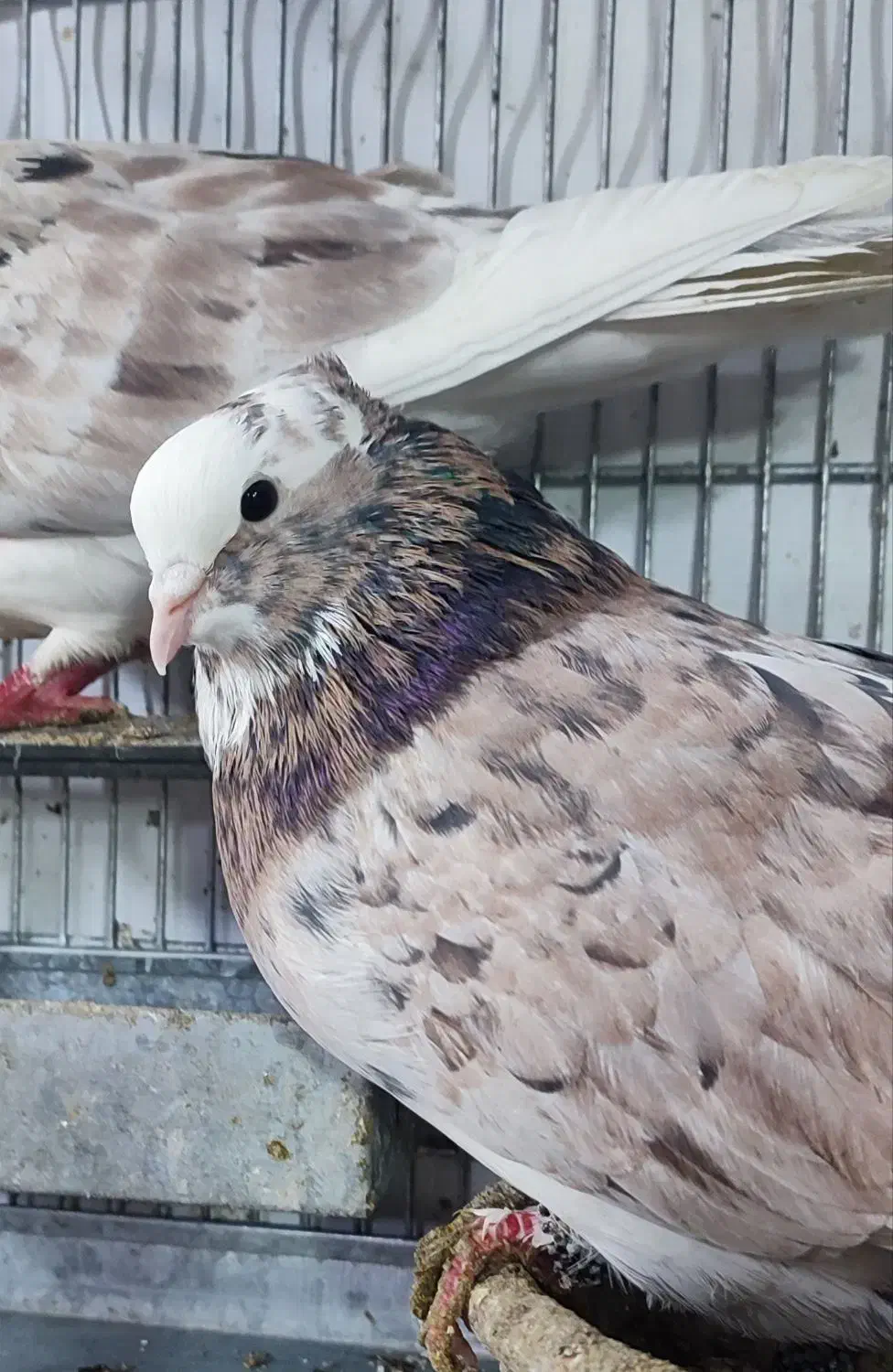 نر و ماده شازده سرور پرشی|پرنده|قم, چهل درخت|دیوار