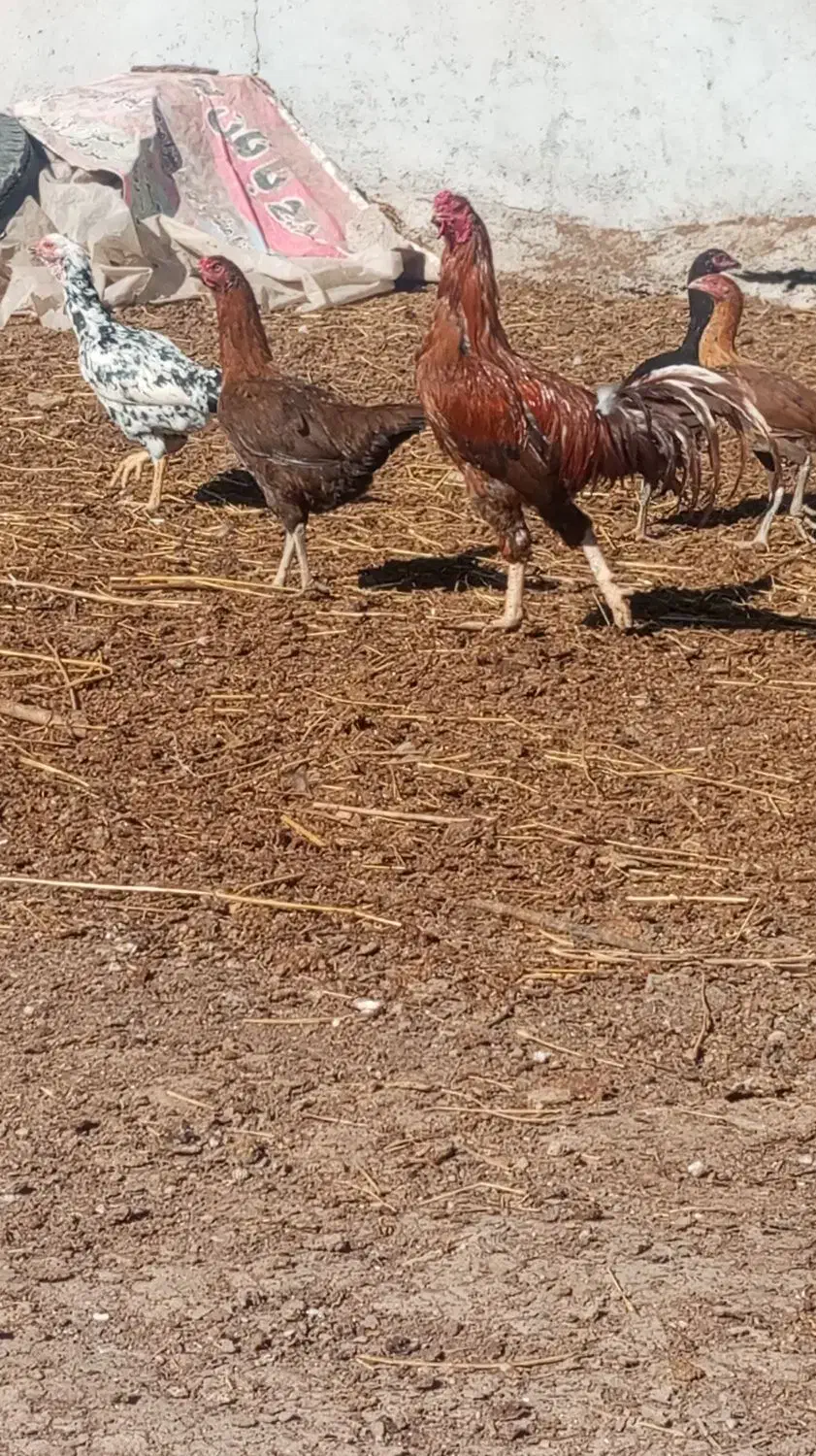 خروس لاری به همراه چند تا مرغ و جوجه لاری|حیوانات مزرعه|اردبیل, |دیوار