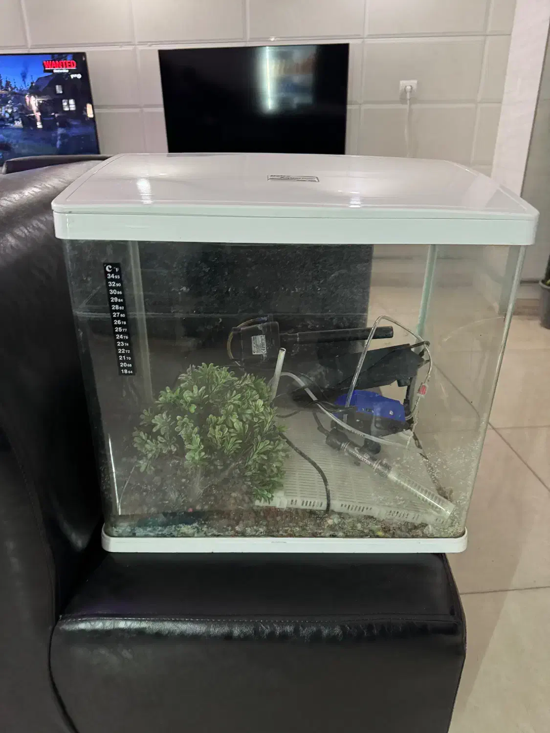 اکواریوم|ماهی|مرند, |دیوار