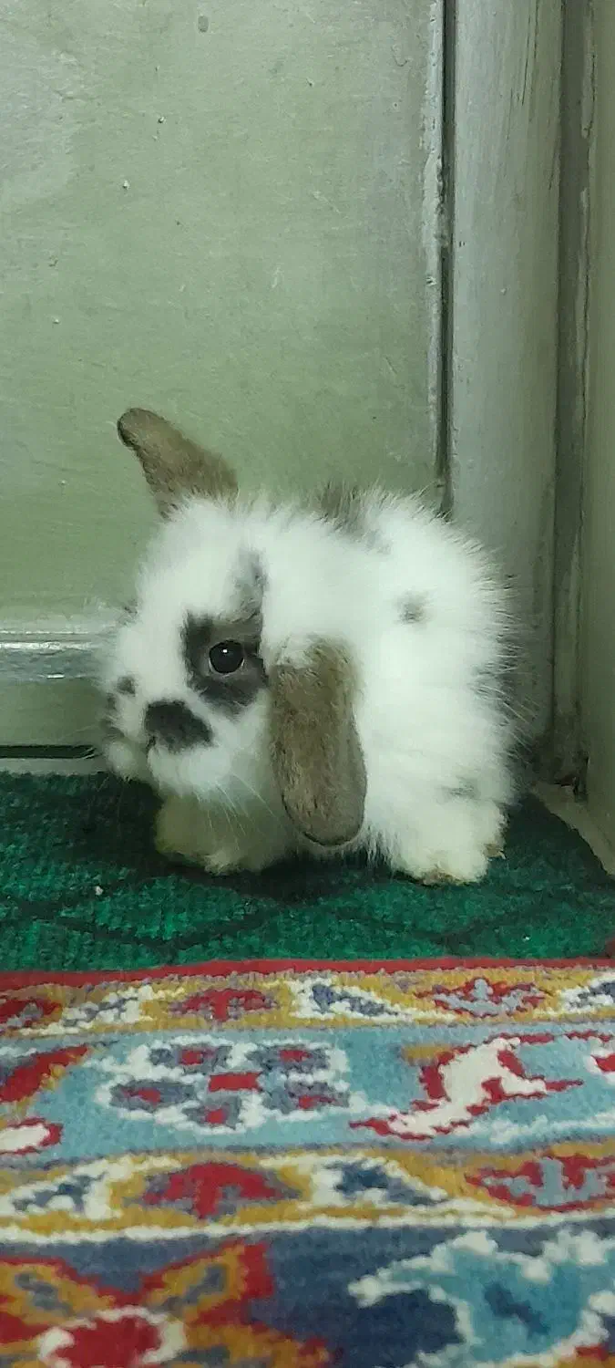 بچه خرگوش لوپ بفروش میرسد|موش و خرگوش|علیآباد کتول, |دیوار