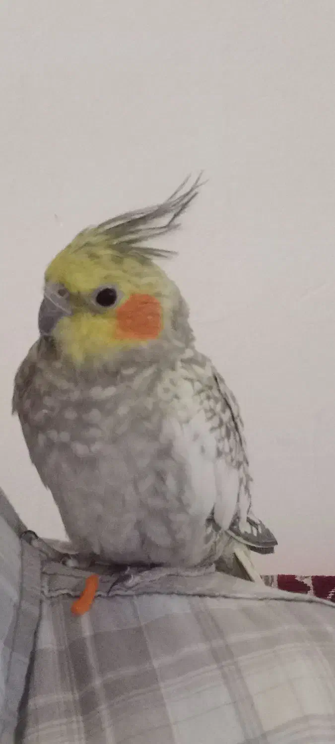 پرنده|حیوانات|بجنورد, |دیوار