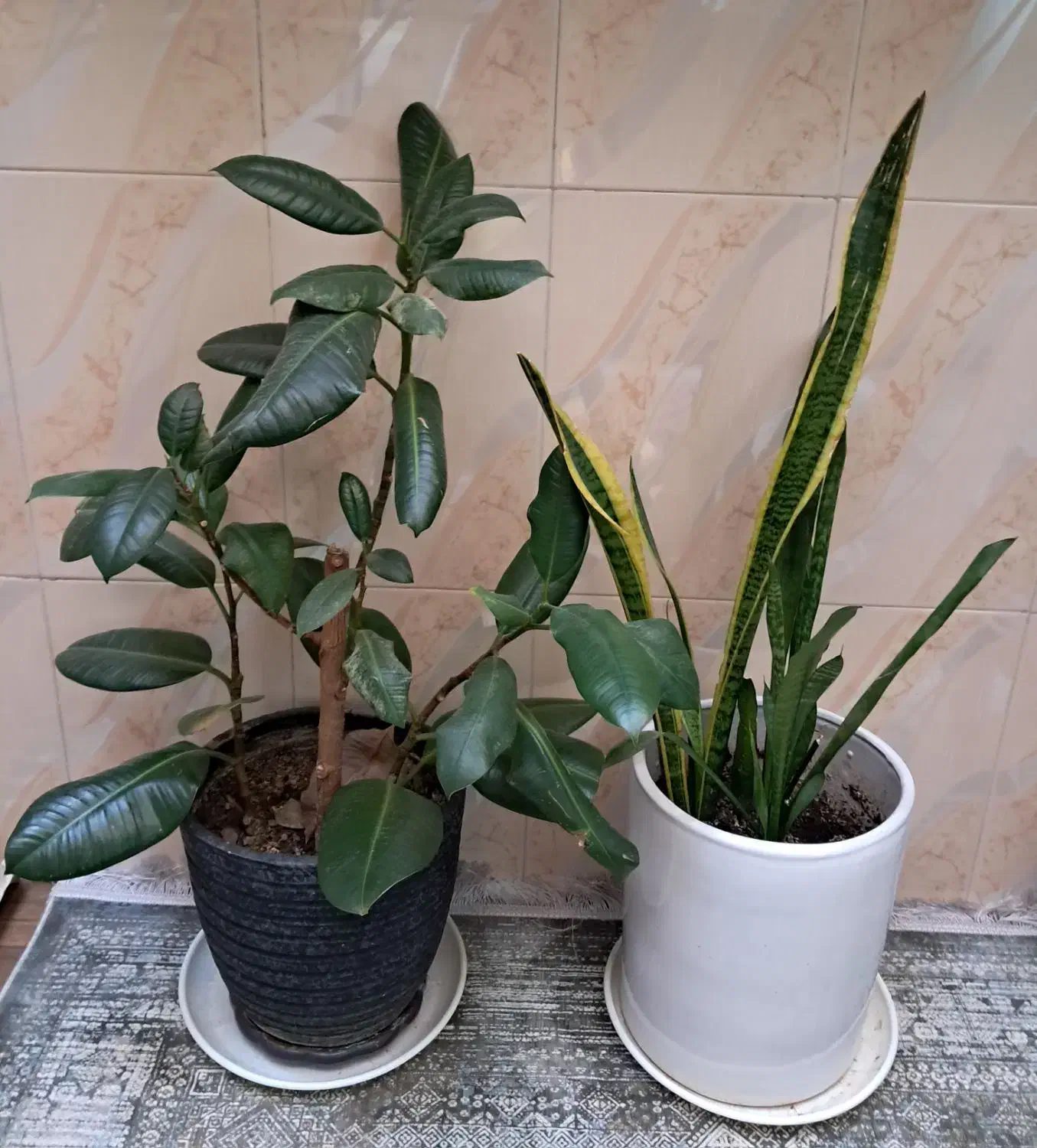 گل و گلدان|گل و گیاه طبیعی|تهران, اوقاف|دیوار