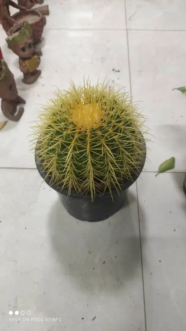 فروش گیاهان آپارتمانی|گل و گیاه طبیعی|رودان, |دیوار