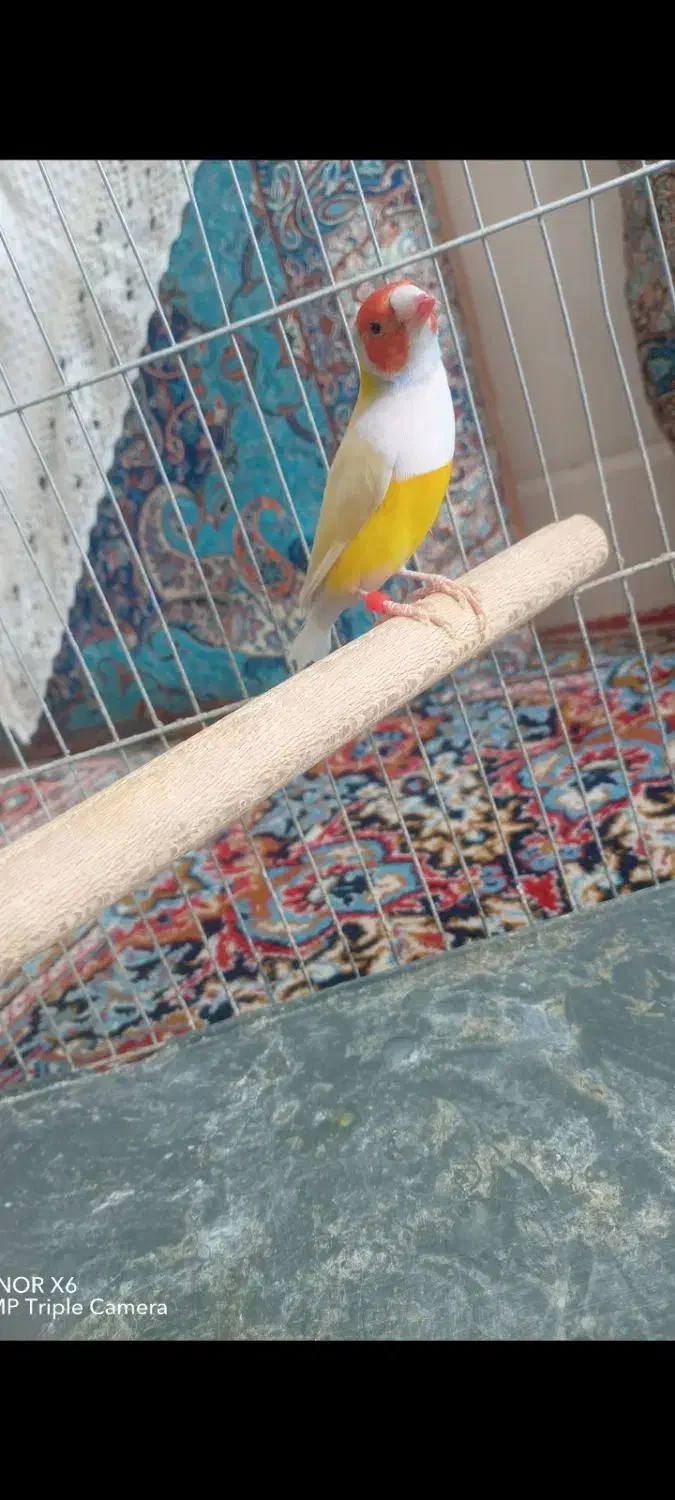 فنچ گلدین نر|پرنده|اردکان, |دیوار