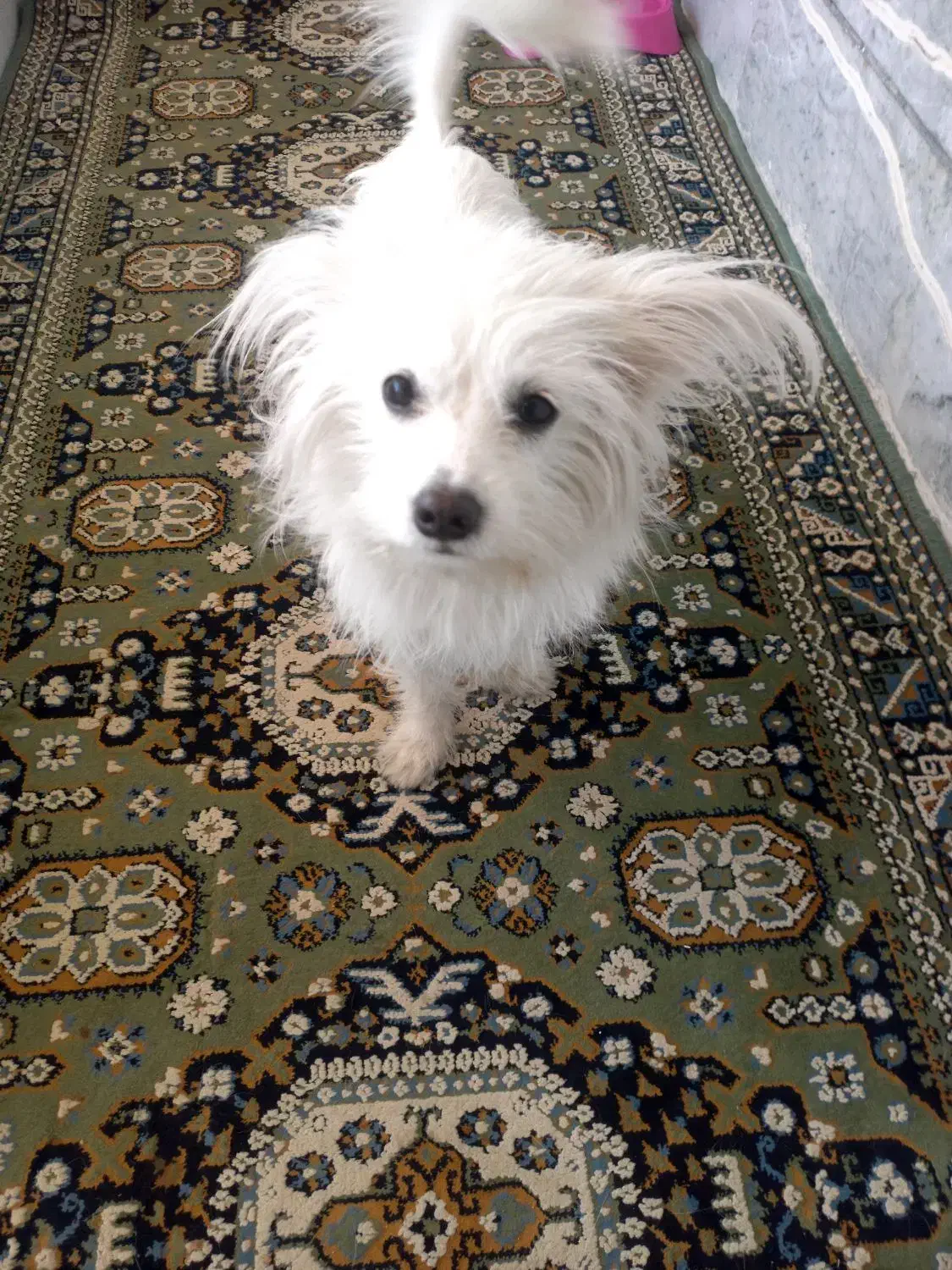 سگ پامر|سگ|کرج, حصارک بالا|دیوار