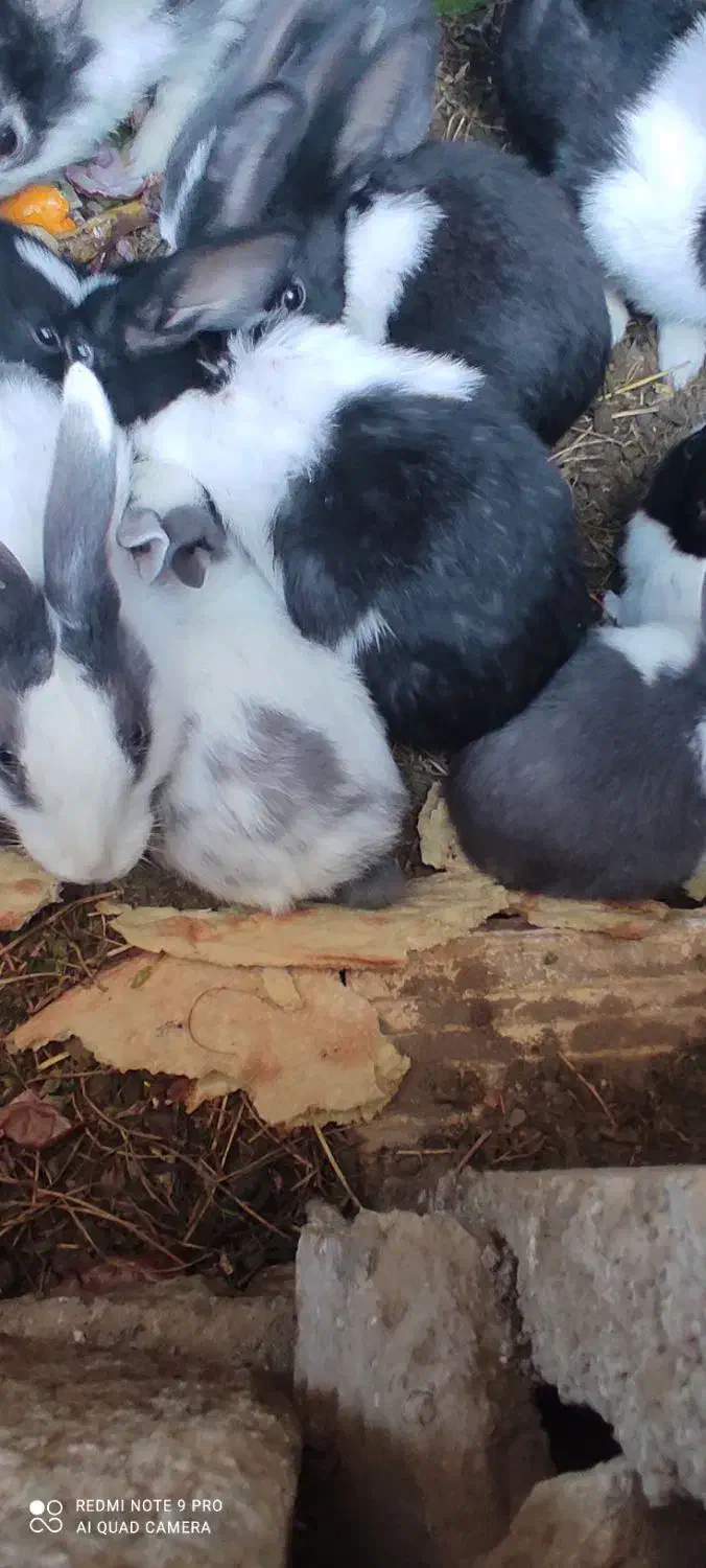 خرگوش|موش و خرگوش|سیرجان, |دیوار