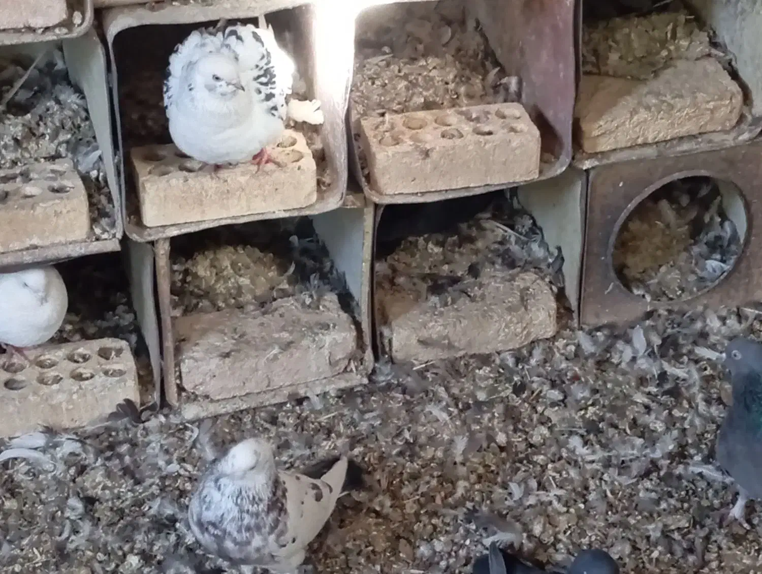 کبوتر|پرنده|بابا حیدر, |دیوار