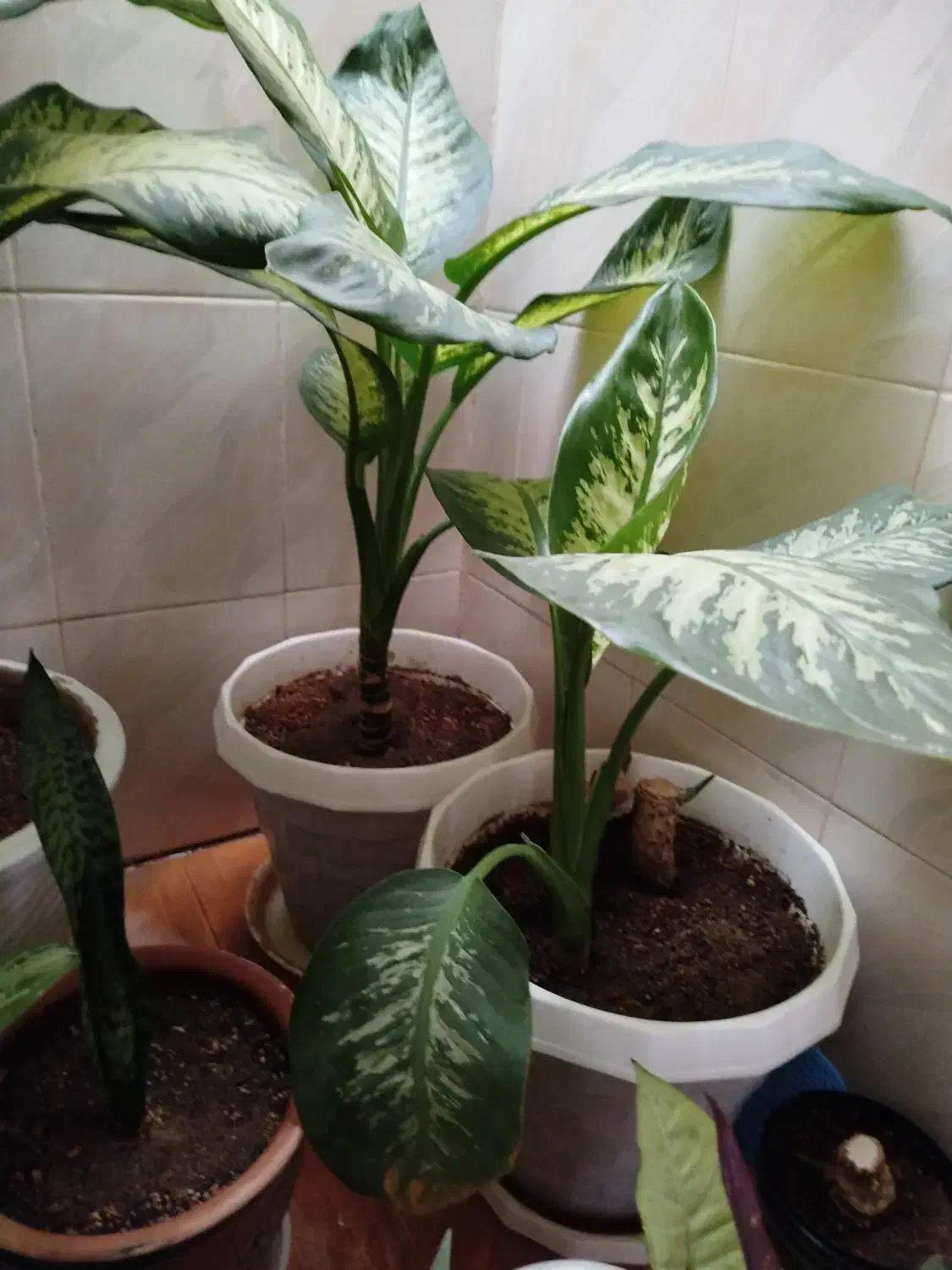 گل آپارتمانی|گل و گیاه طبیعی|درگزین, |دیوار