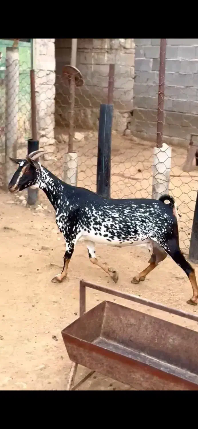 عمان بزغاله|حیوانات مزرعه|ساری, |دیوار