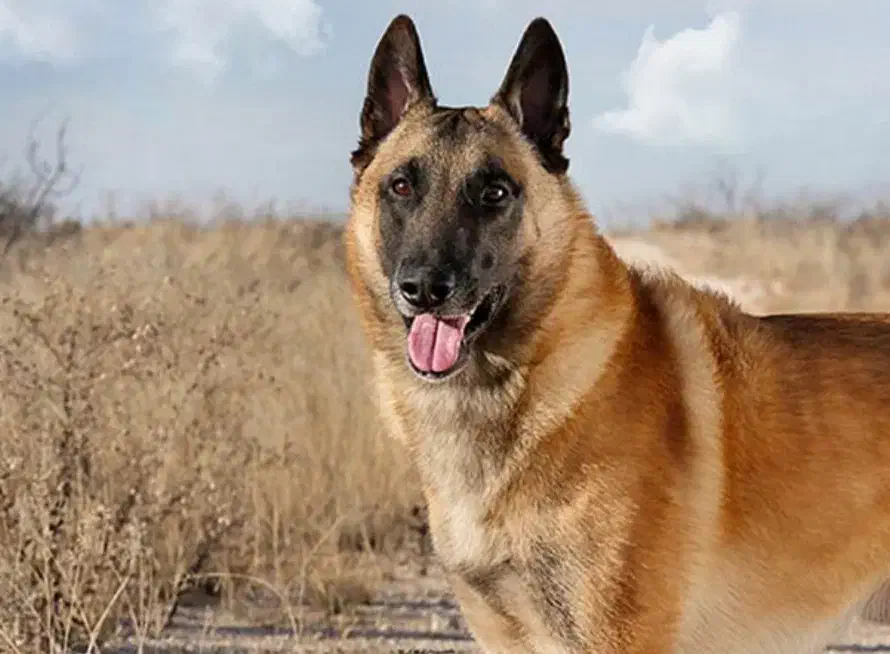 بلژین مالینویز اورجینال ماده ۱۱ ماهه شناسنامه دار|سگ|آمل, |دیوار