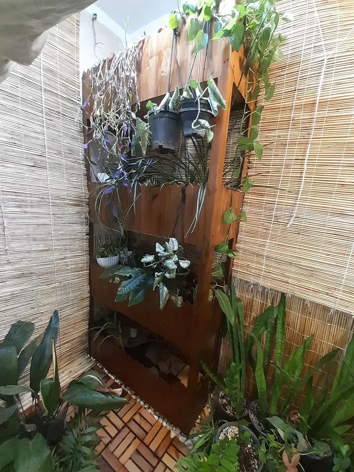 استند گل|گل و گیاه طبیعی|خمینی‌شهر, |دیوار