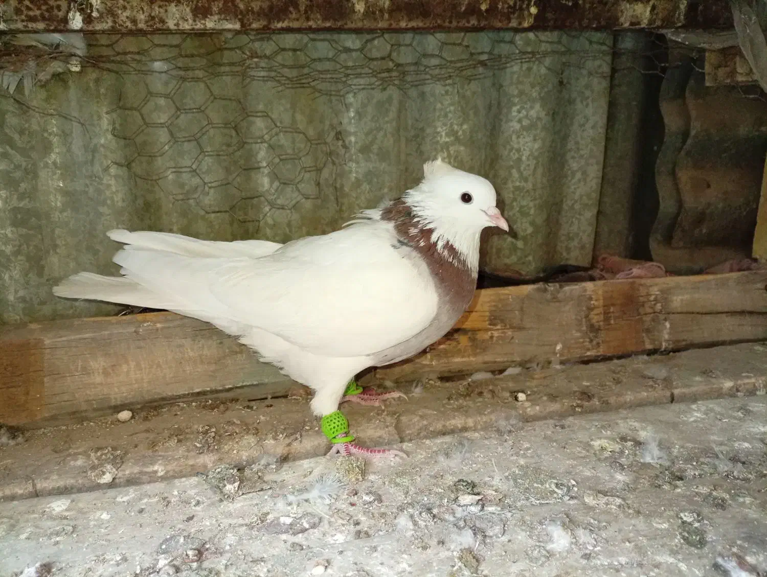 طوقی|پرنده|خرمشهر, |دیوار