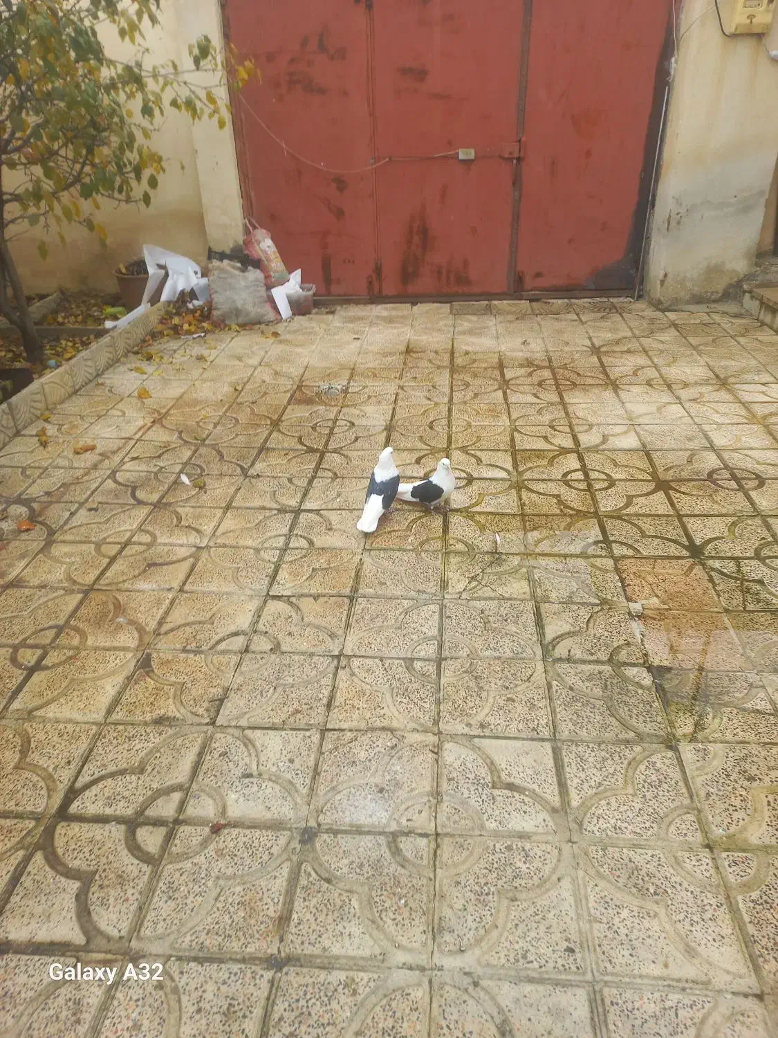 دو عدد پشتار نر|پرنده|گرمی, |دیوار