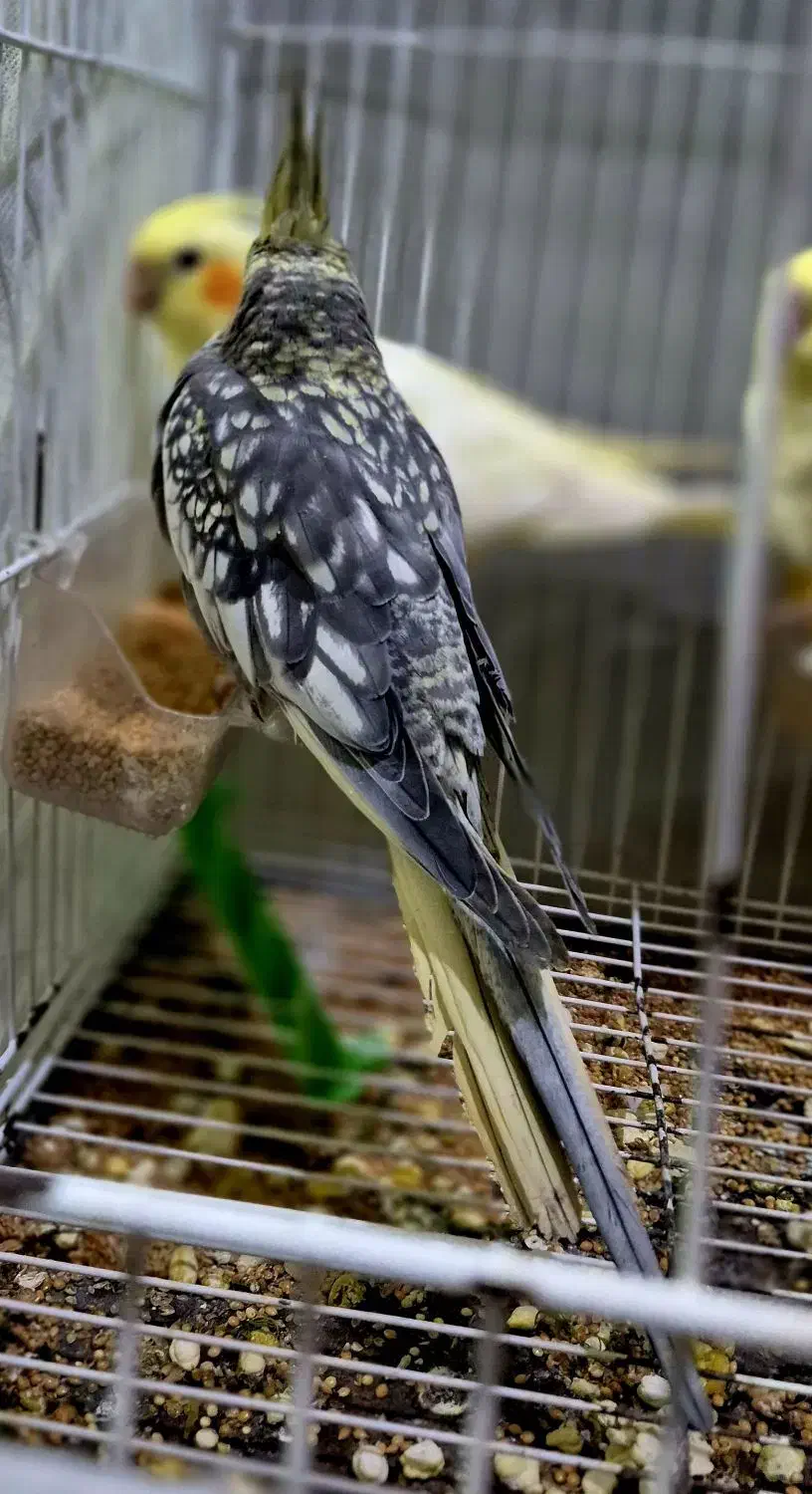 فروش عروس هلندی|پرنده|خان ببین, |دیوار