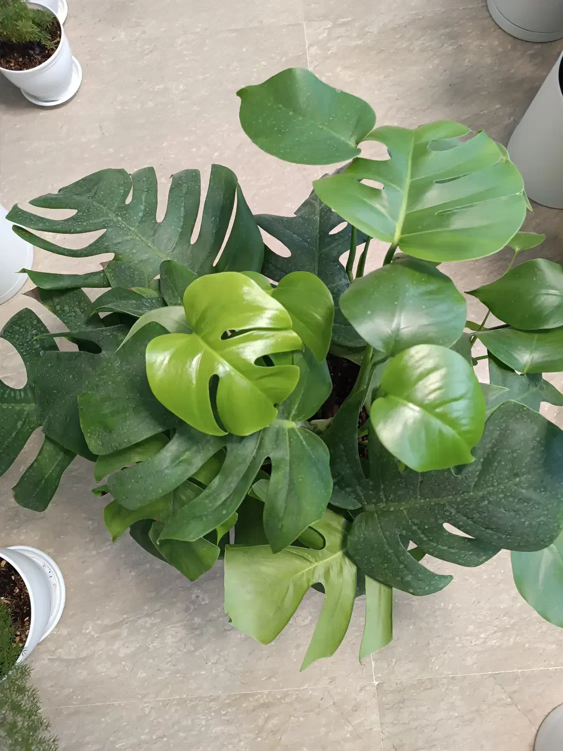 برگ انجیری|گل و گیاه طبیعی|تهران, صادقیه|دیوار