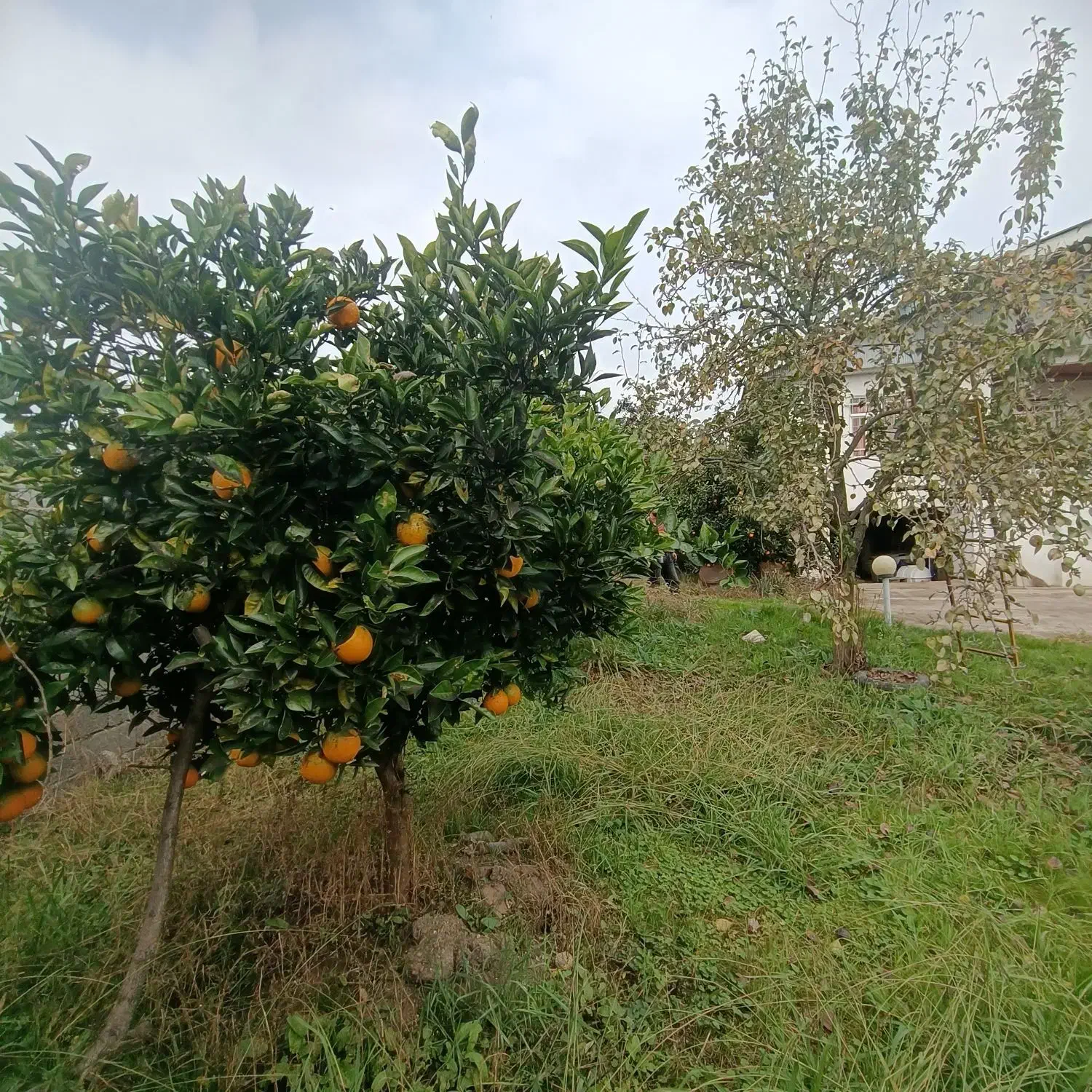 ویلای شهری ۷۰۵متری سند دار|فروش خانه و ویلا|رضوانشهر, |دیوار