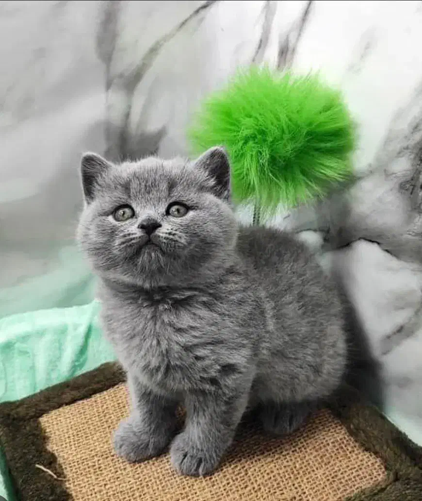 ببیریتیش بلو|گربه|رشت, چله خانه|دیوار