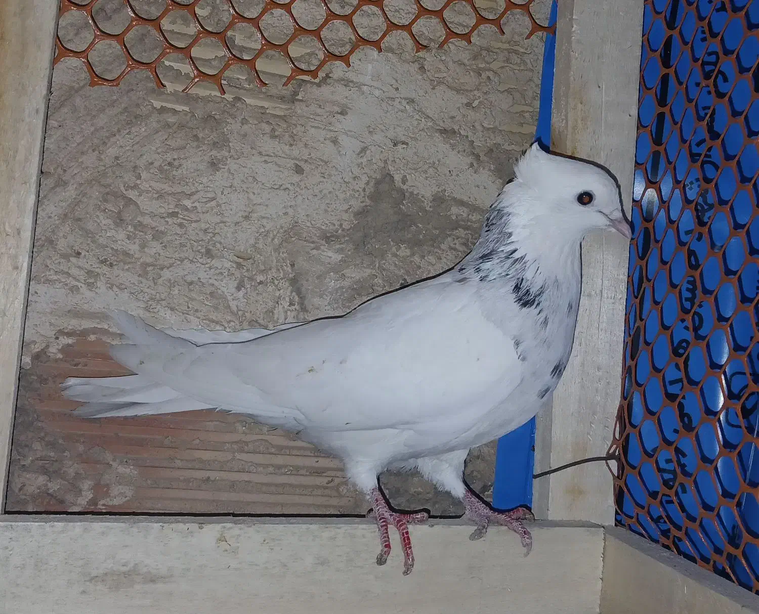 طوقی ماده|پرنده|بندر ماهشهر, |دیوار