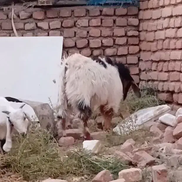 بزغاله نر 6ماههشه ولی ماشالله چاق|حیوانات مزرعه|بیرجند, |دیوار