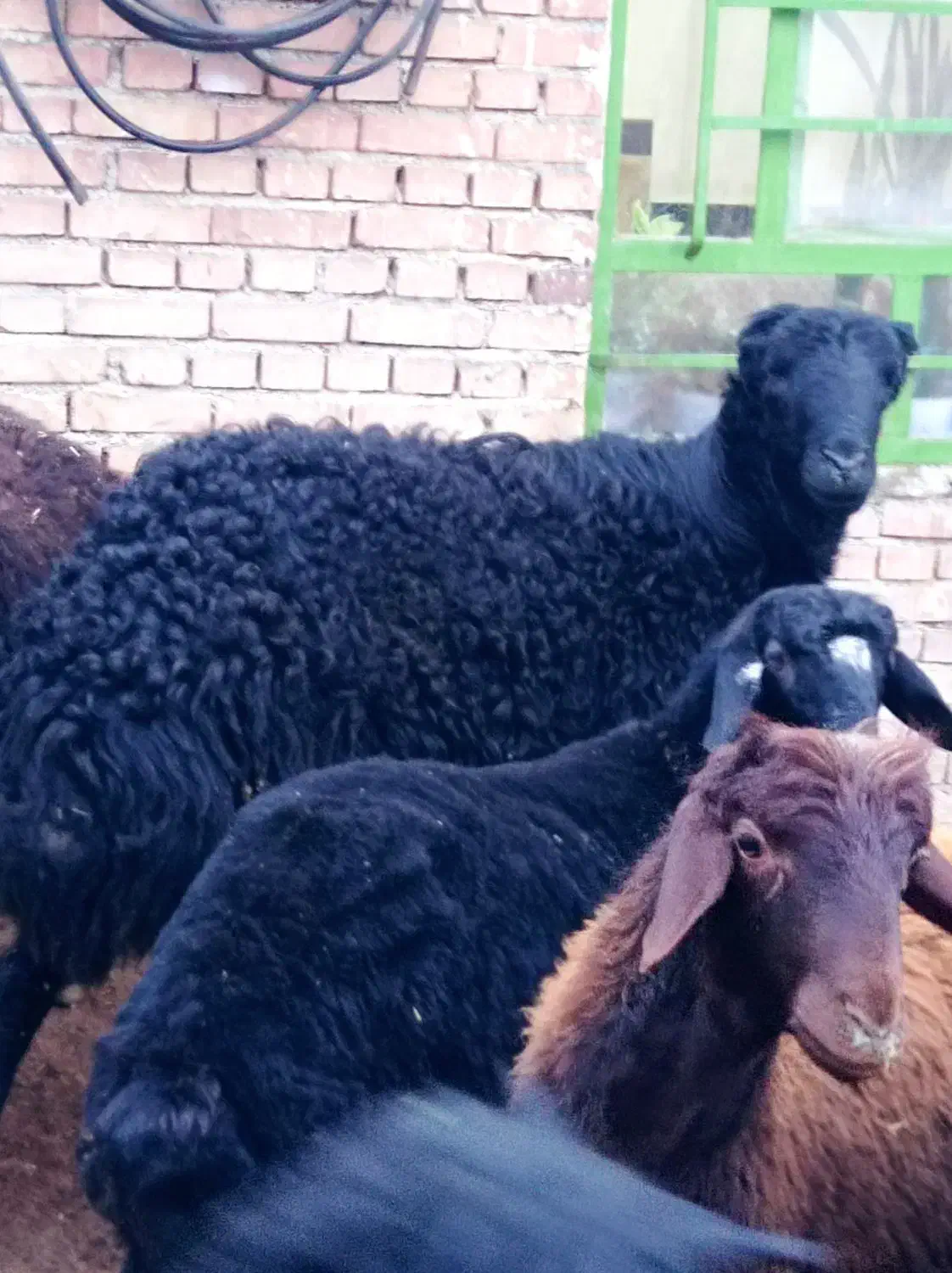 قوچ بیگوش فر|حیوانات مزرعه|نقده, |دیوار