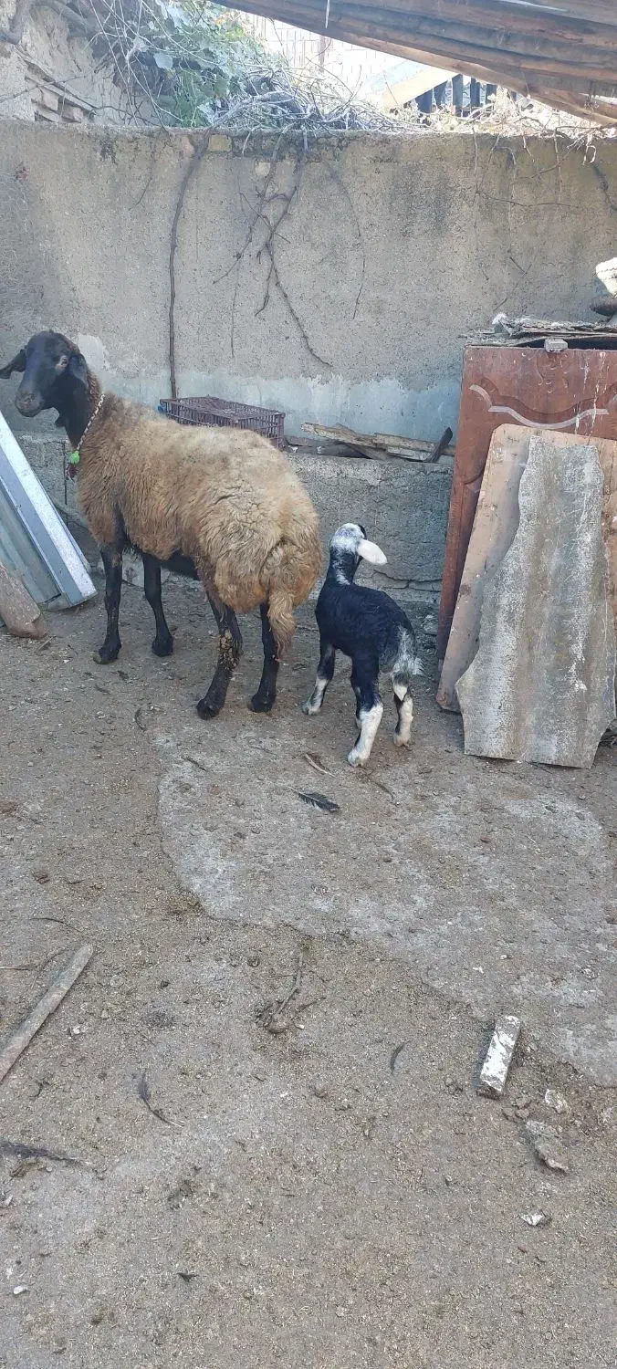 گوسفند خوب و عالی|حیوانات مزرعه|خان ببین, |دیوار