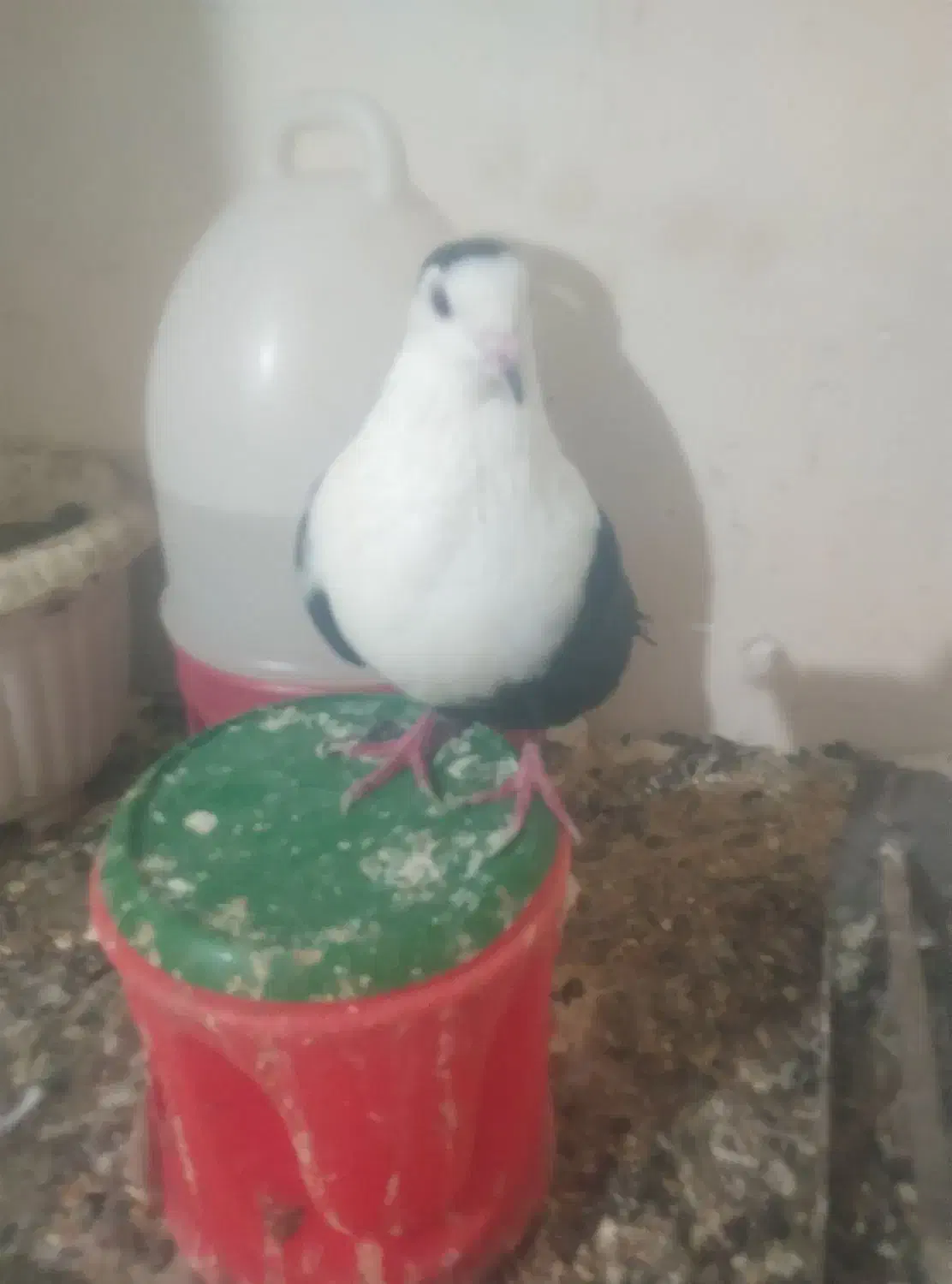 کبوتر کفتر کلاغ کربلایی کله سفید|پرنده|چابهار, |دیوار