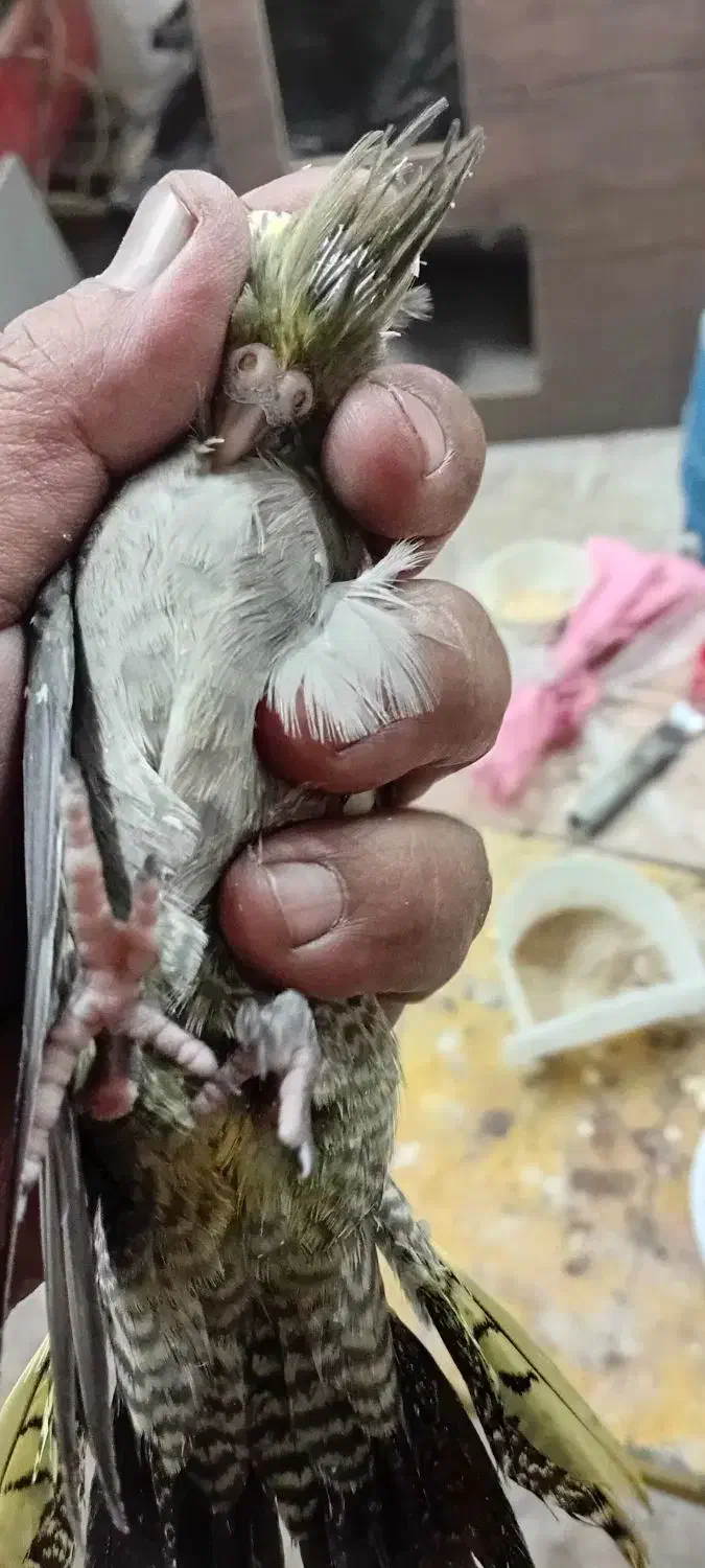 عروس پاریس هلندی سرلاکی|پرنده|باوی, |دیوار