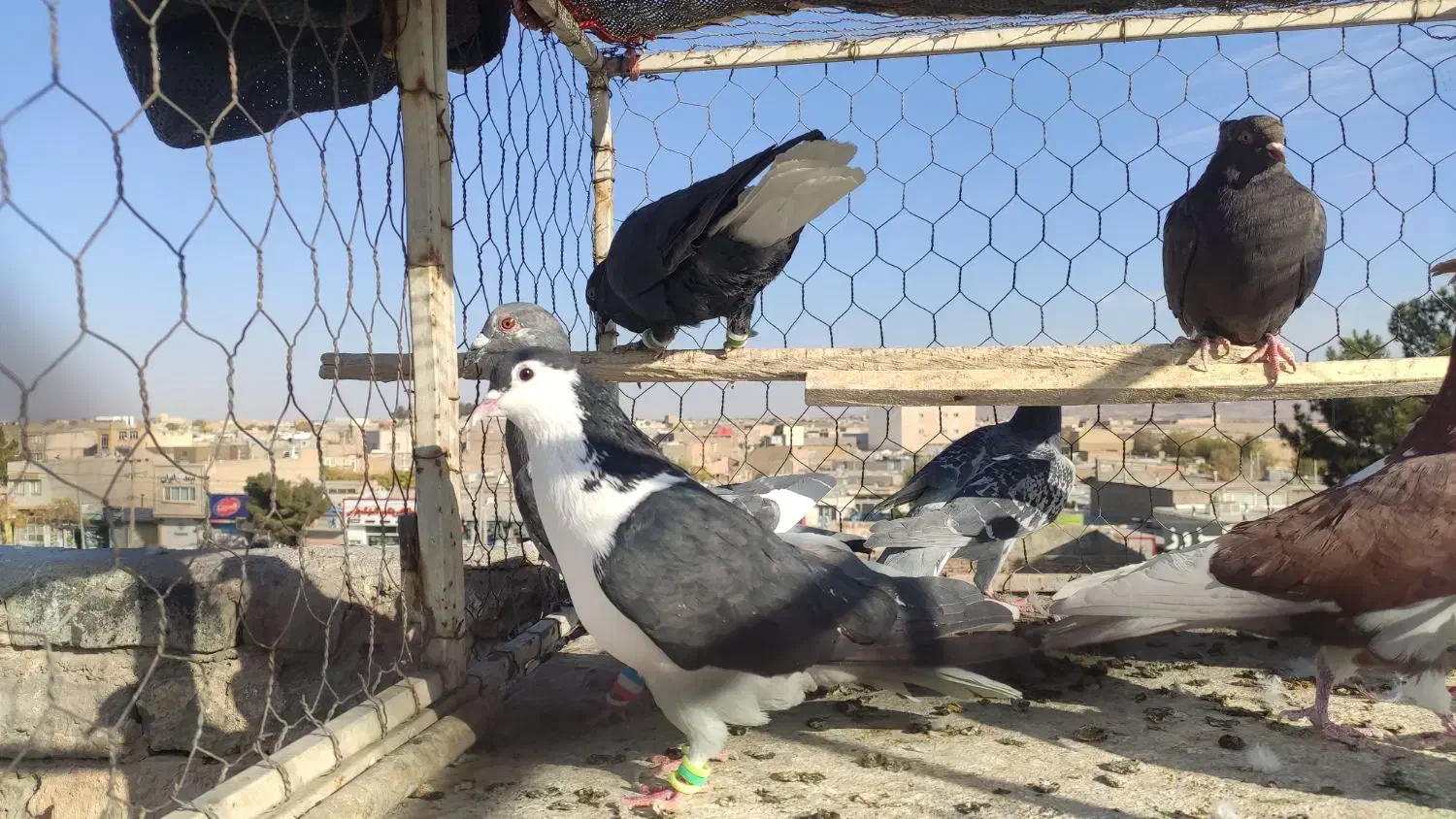 دسته کفتر نوبازی و صید|پرنده|تربت‌حیدریه, طالقانی|دیوار