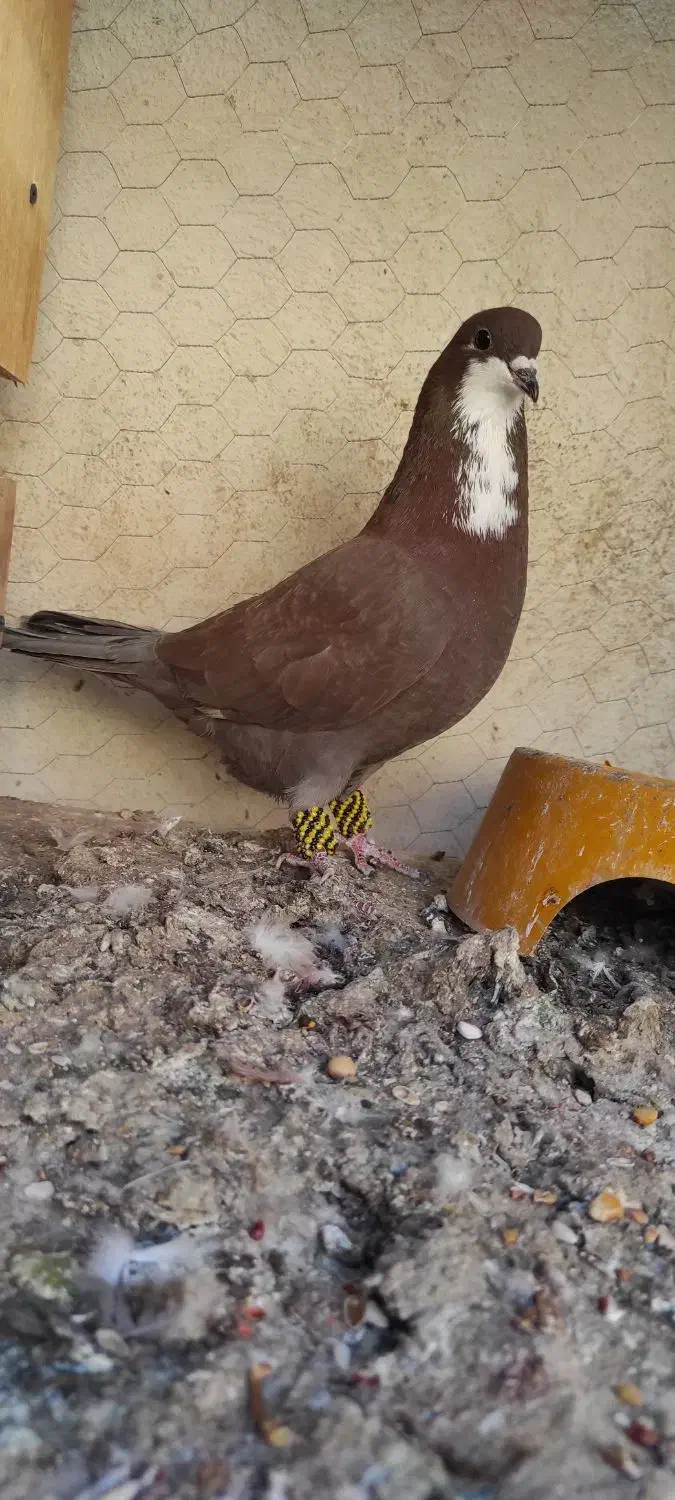 ریش نر|پرنده|بم, |دیوار