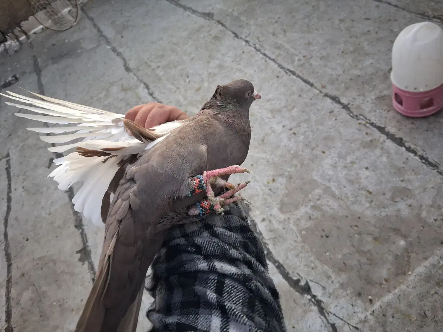 سینه قهوه ای|پرنده|شیراز, کوشک میدان|دیوار