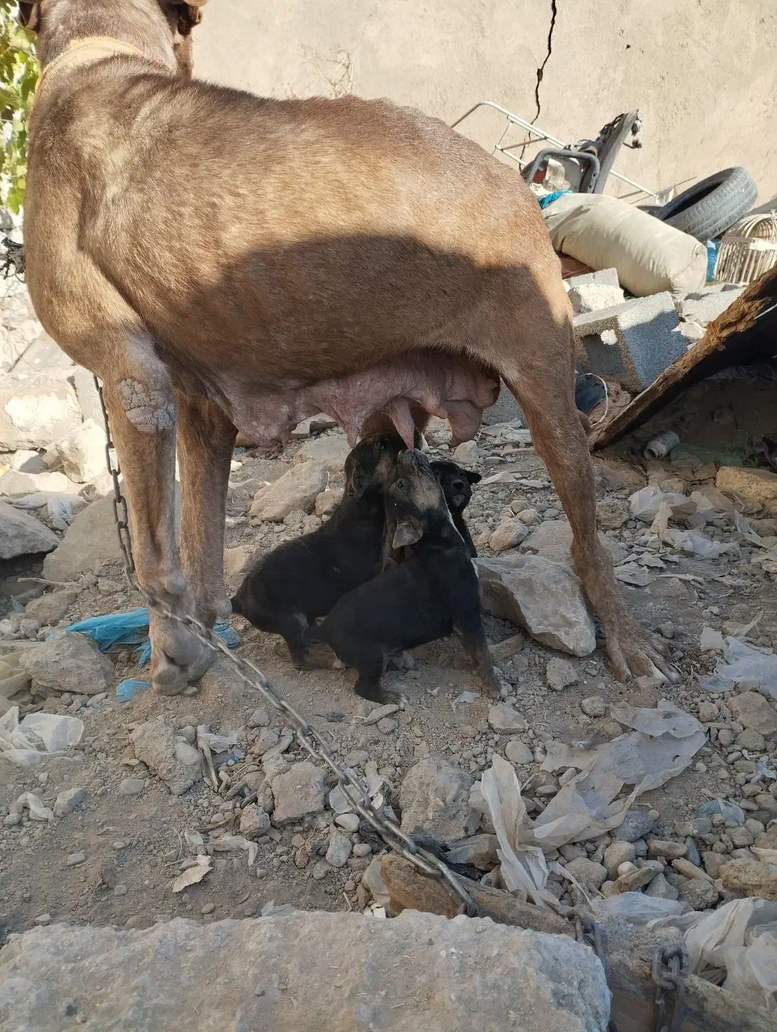 سگ پیتبول گریدین ماده|سگ|صحنه, |دیوار