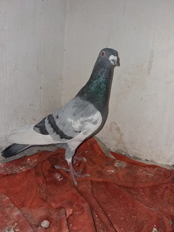 قره یهودی سبز صیدقلدر|پرنده|مشهد, شهید معقول|دیوار