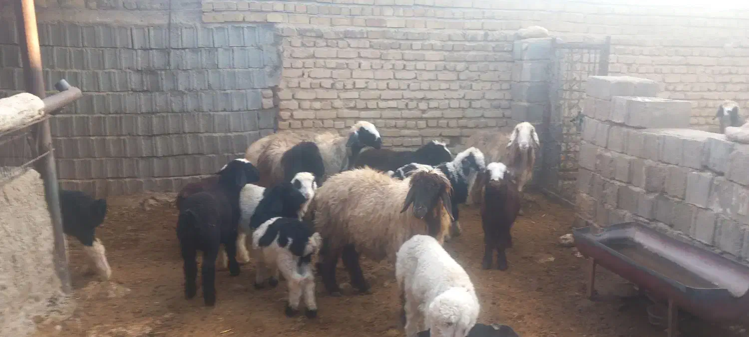 میش بره دار.دوقلو|حیوانات مزرعه|طسوج, |دیوار