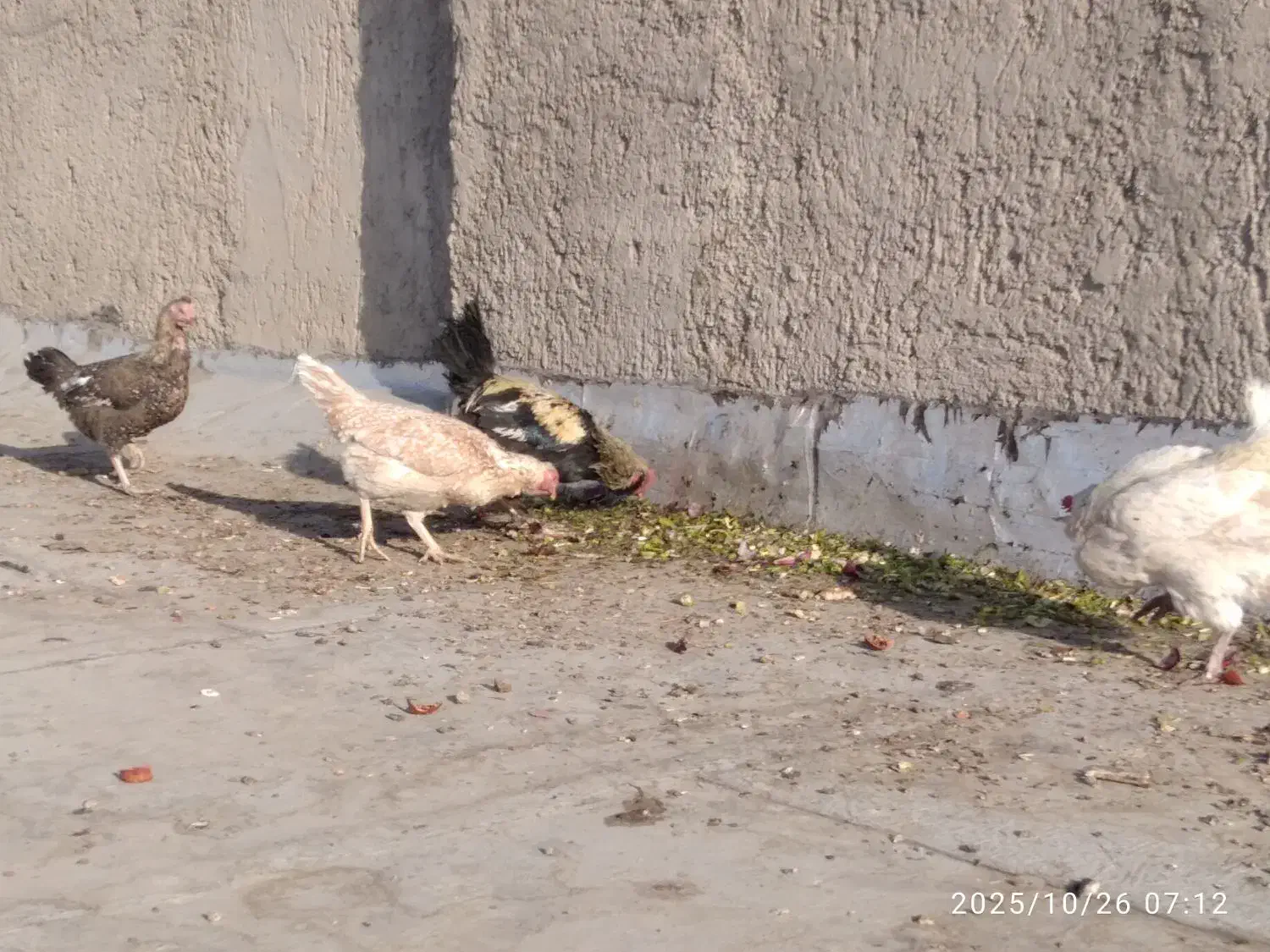 مرغ و خروس|حیوانات مزرعه|زاهدان, |دیوار