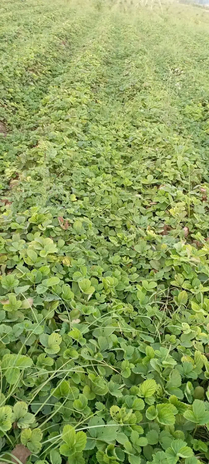 نهال توت فرنگی کاماروس پابلند|خدمات باغبانی و درختکاری|خان ببین, |دیوار