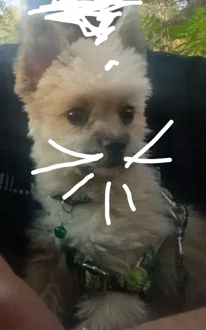 سگ واگذار میشود|سگ|کرمان, |دیوار