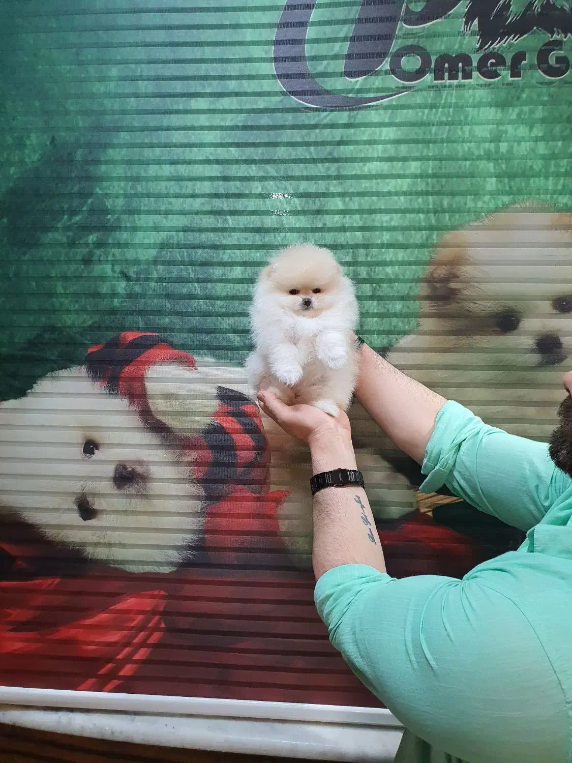 پامرانین های خرسی|سگ|تهران, شهرک مخابرات|دیوار