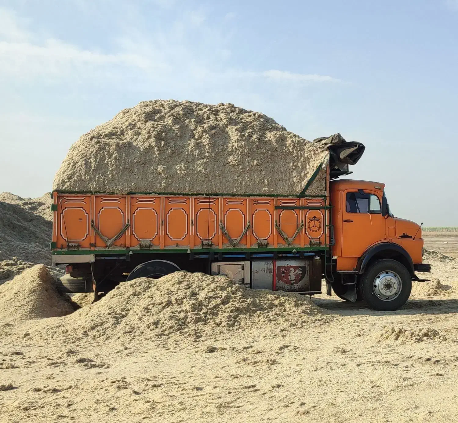 کاه نیشکر سفید تازه درجه یک|عمدهفروشی|برازجان, |دیوار