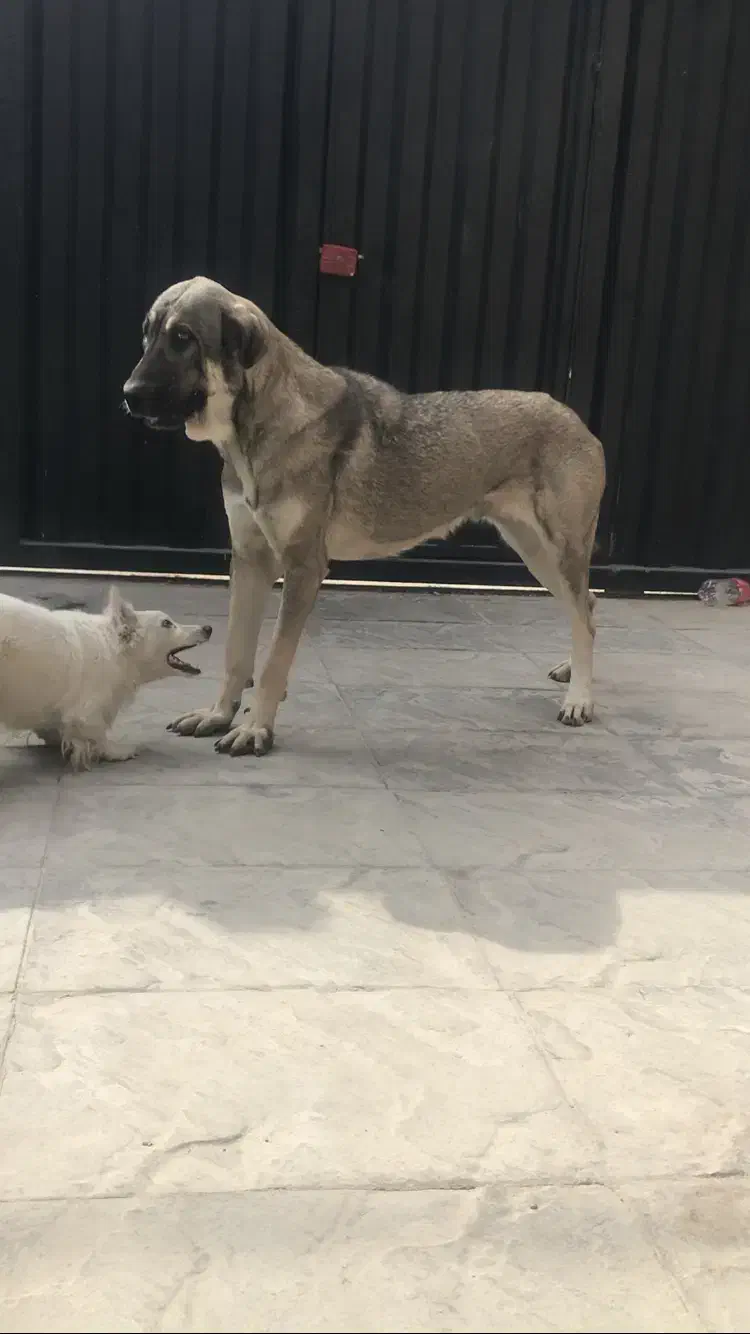 سگ پژدر عراقی ماده سرابی|سگ|تهران, تهرانسر غربی|دیوار