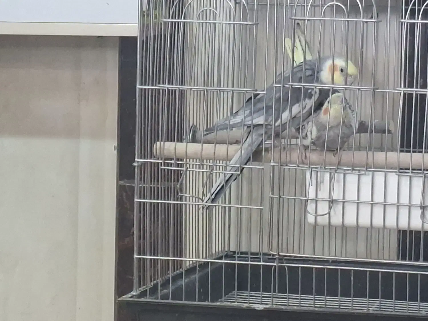 عروس هلندی جفت مولد ضمانتی|پرنده|آشتیان, |دیوار