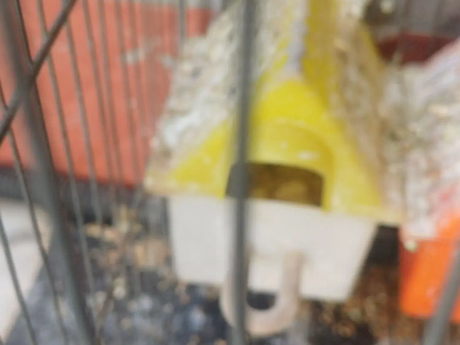 ۶عدد فنج و۶عددتخم|پرنده|حسین آباد, |دیوار