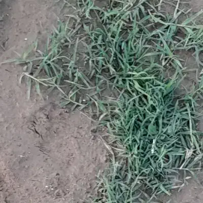 سگ گیرنده|حیوانات|آزادشهر, |دیوار