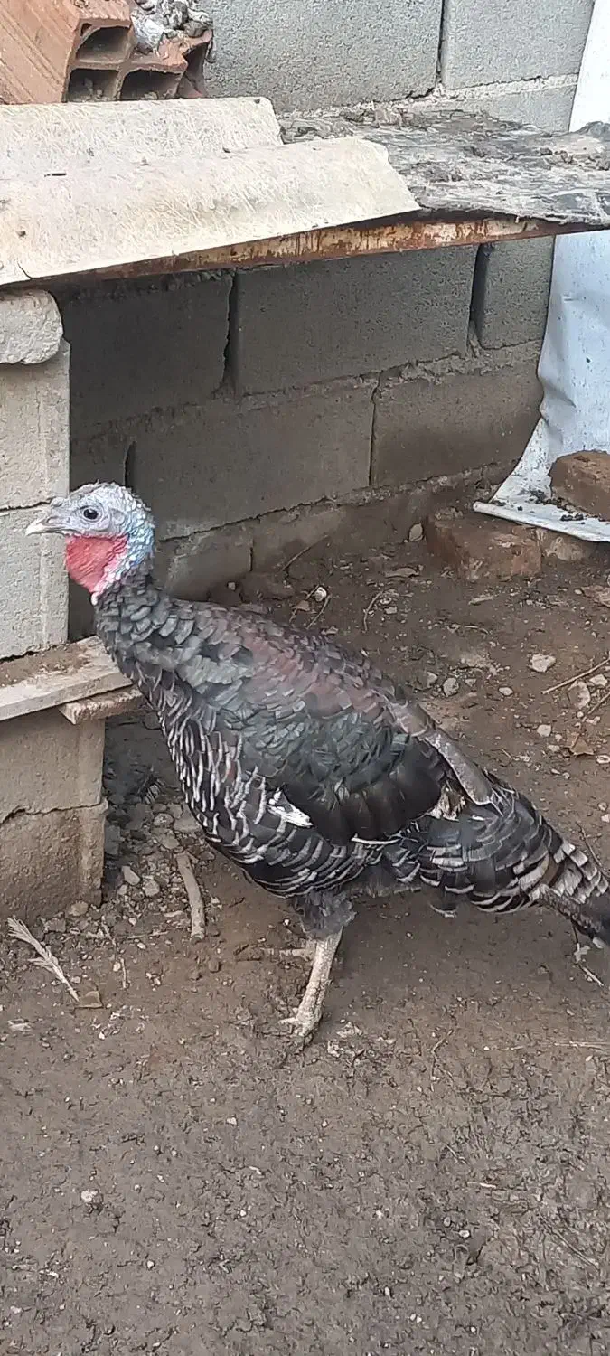 بوقلمون نر و ماده|حیوانات مزرعه|گرگان, |دیوار