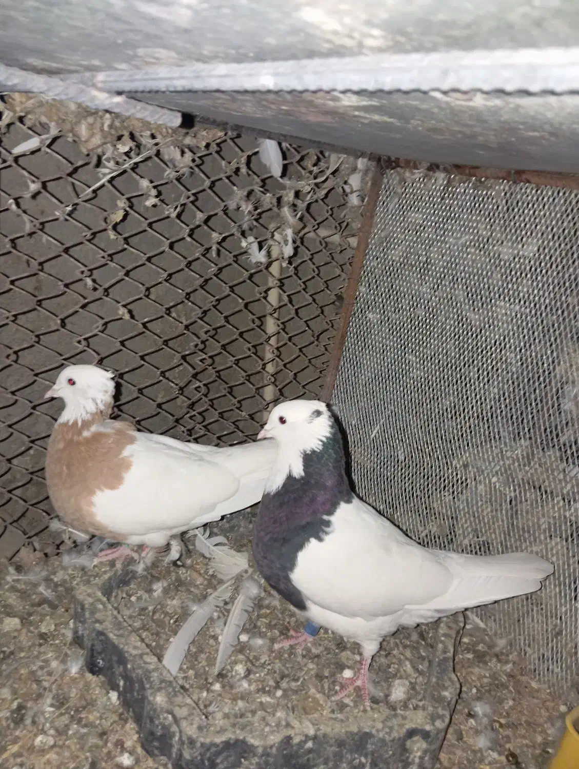 طوقی|پرنده|زابل, |دیوار