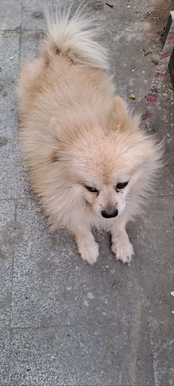 سگ پامرین روباهی|سگ|تنکابن, |دیوار